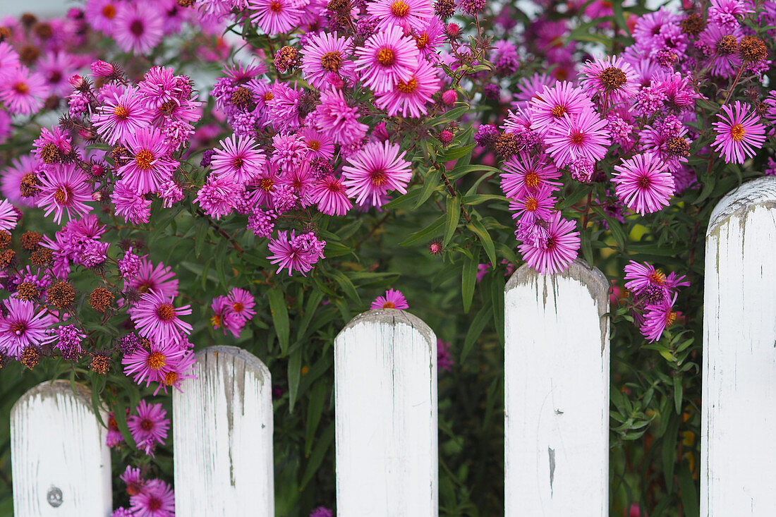 Pink Michaelmas daisies next to garden fence