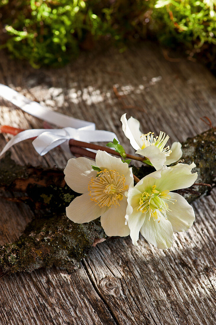 Kleiner Strauß aus Blüten der Christrose