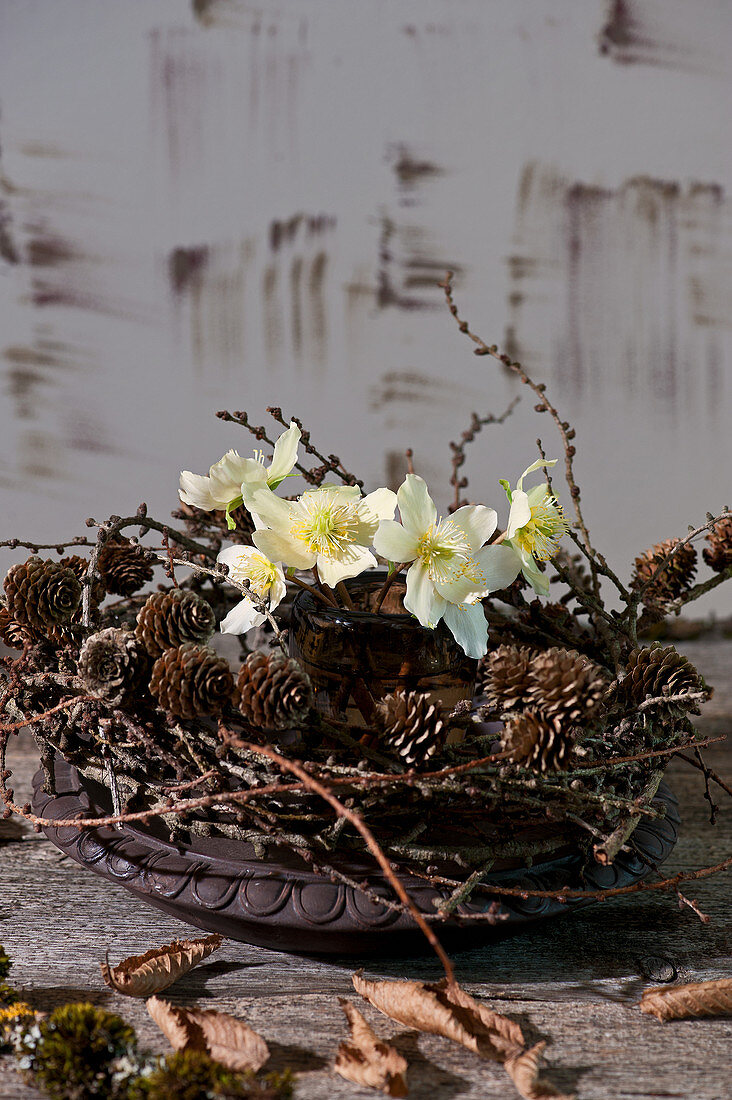Kleiner Strauß aus Blüten der Christrose in Kranz aus Lärchenzweigen mit Zapfen