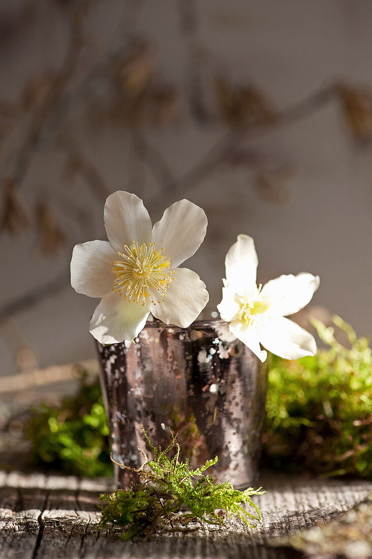 Blüten von Christrose im Glas