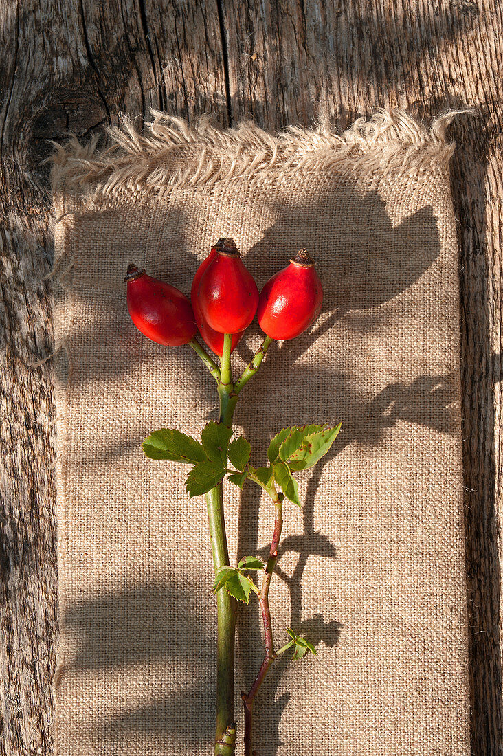 Branch with rose hips on cloth