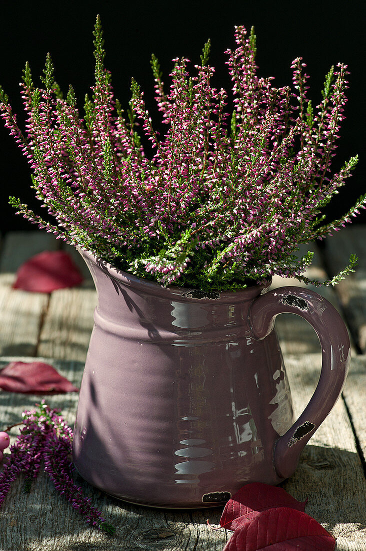 Budding heather in a pitcher
