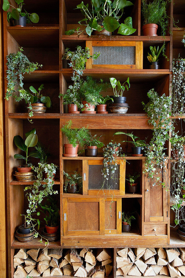 Various green plants on an old shelf