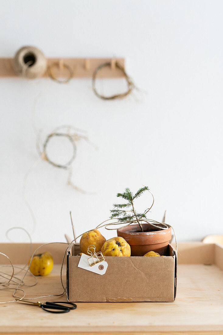 Tiny fir tree and quinces in cardboard box