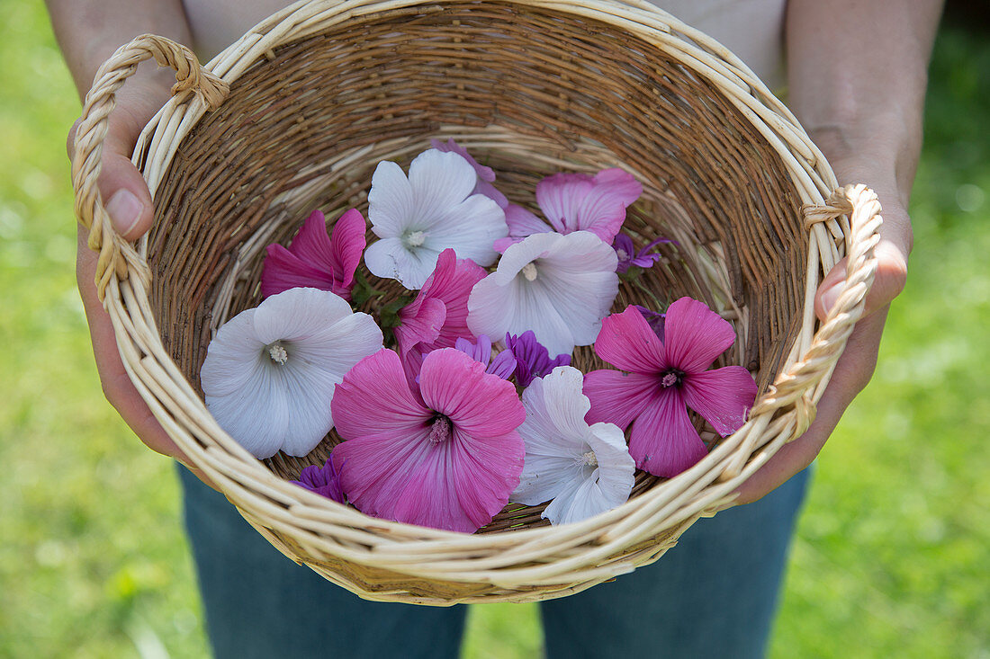 Lilac and white rose mallow and common mallow flowers in basket