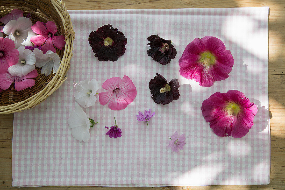 Hollyhock, rose mallow and common mallow flowers