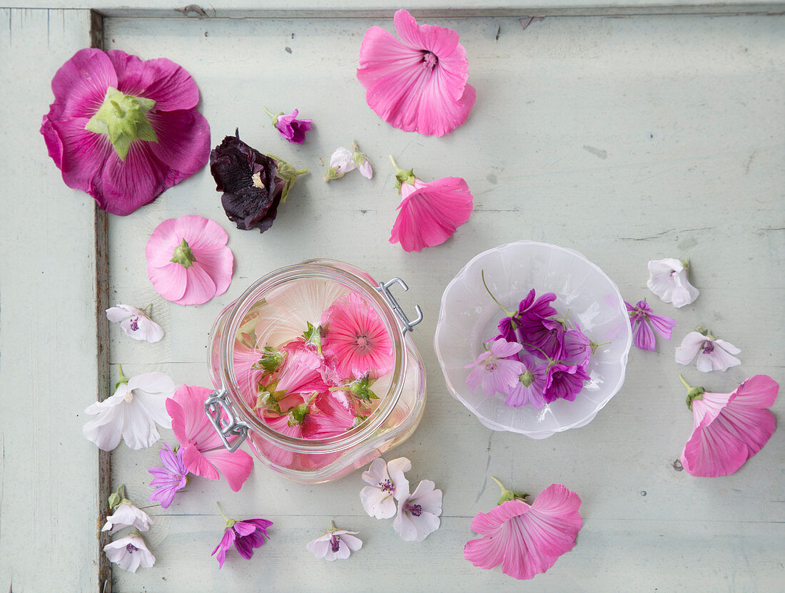 Hollyhock, mallow and marshmallow flowers and homemade mallow toner