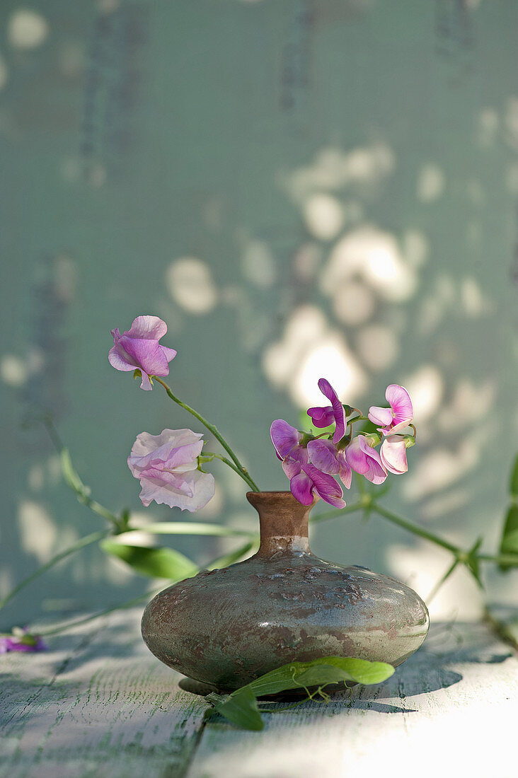 Everlasting sweet pea flowers in vase