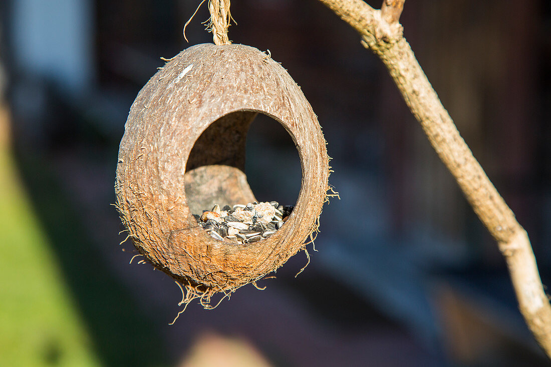 Vogelfutter in ausgehöhlter Kokosnuss