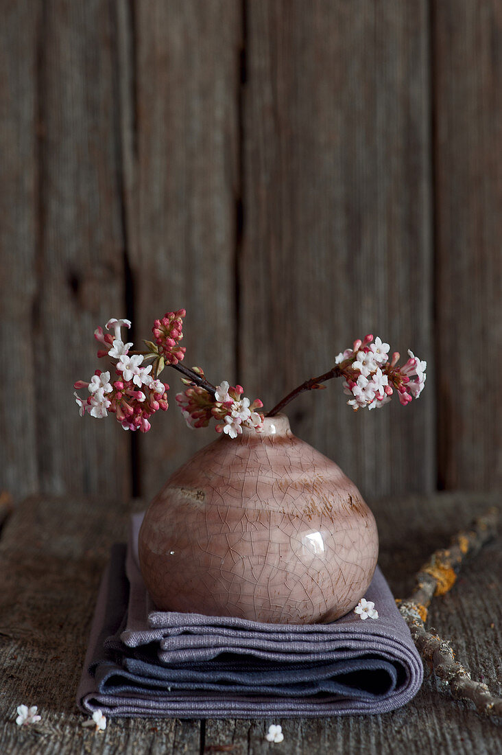 Branches of Bodnant viburnum in small vase on folded cloth