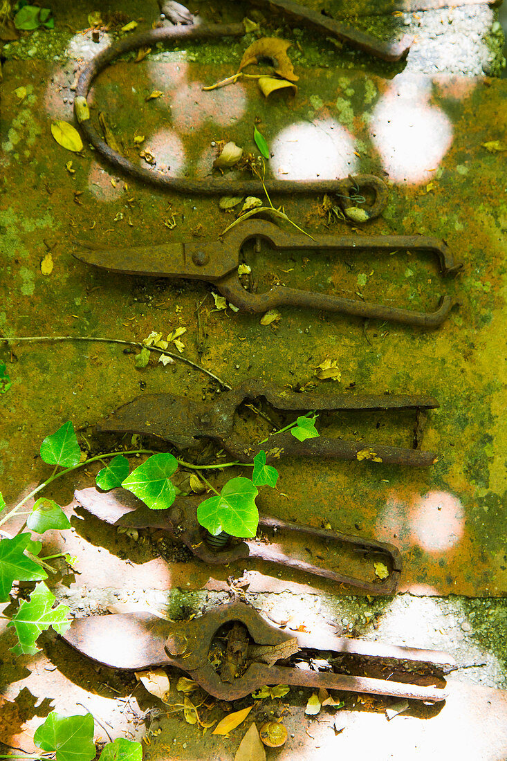 Vintage garden tools on mossy stone