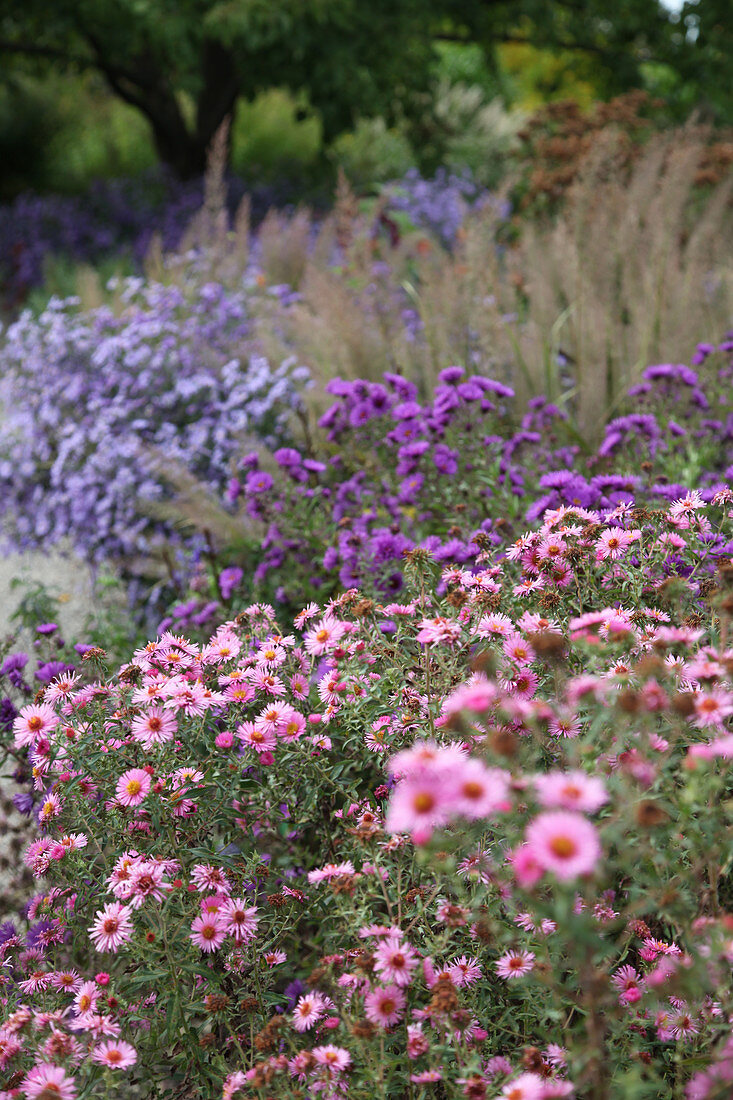 Autumn bed of asters