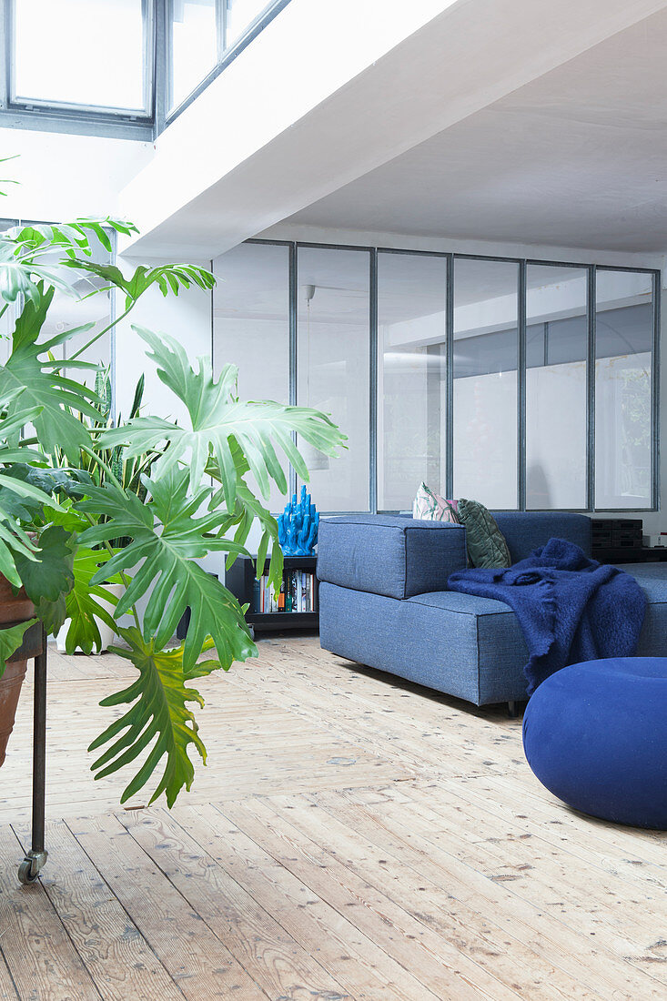 Topfpflanze und blaue Sofagarnitur in offenem Wohnraum