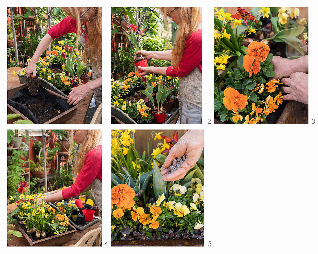 Planting a rusty trough with violas, pansies, narcissus and parrot tulips