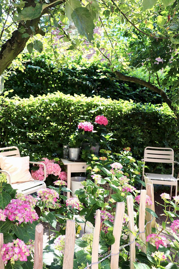 Rosafarbene Hortensien am Staketenzaun im Sommergarten