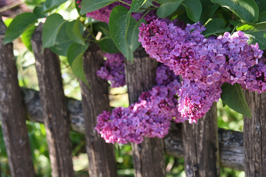Lilac blossoms 'In memory of Ludwig Späth' on the garden fence