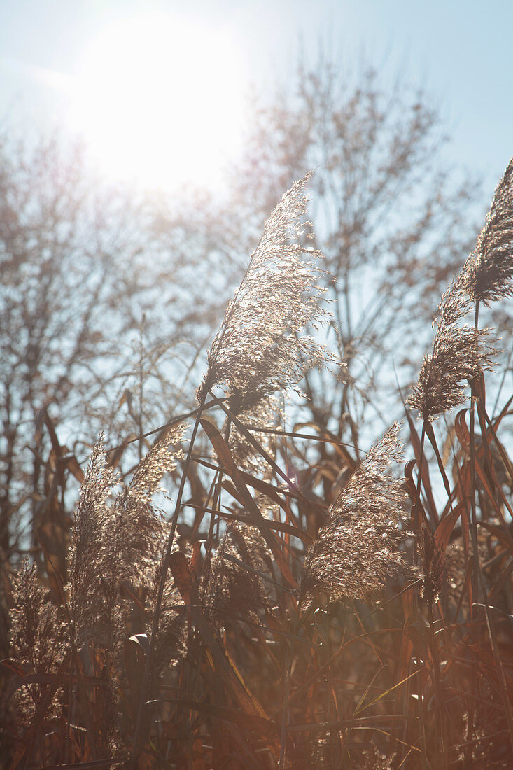 Flowering reeds seen against the light