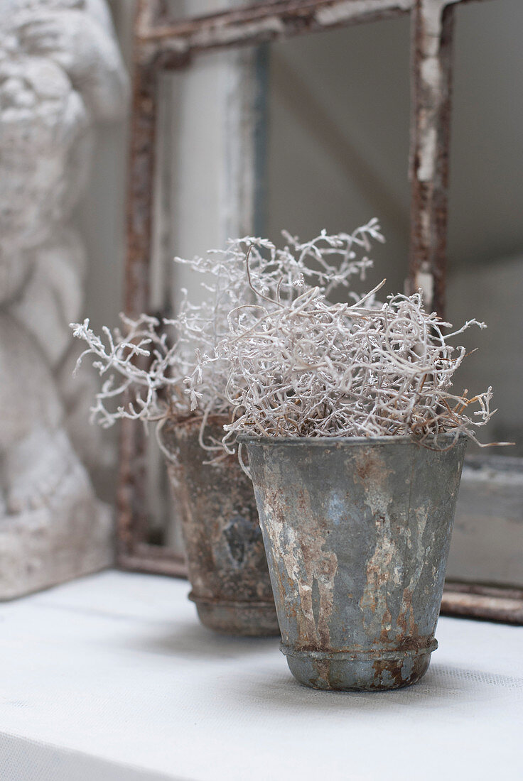 A barbed wire plant (Calocephalus) in vintage metal pot
