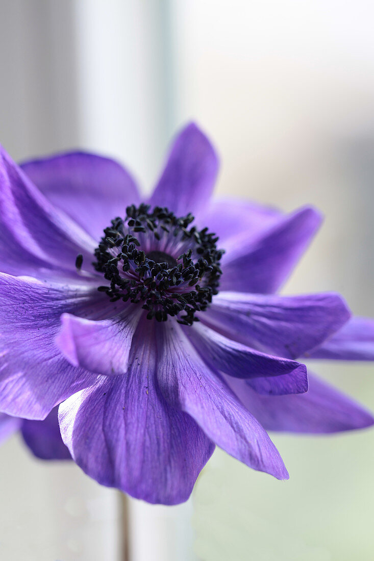 Purple poppy anemone