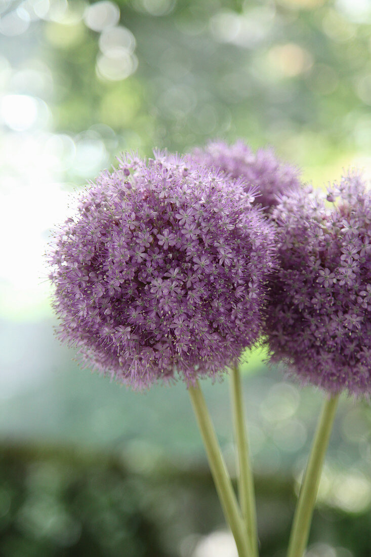 Spherical allium flowers