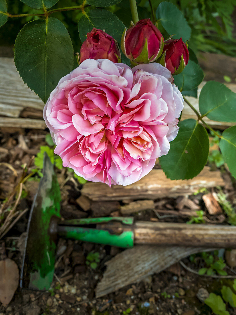 Blüte und Knospen der englischen Rose 'St. Swithun'