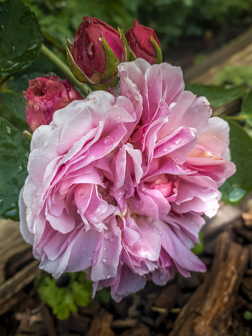 Blüte und Knospen der englischen Rose 'St. Swithun'
