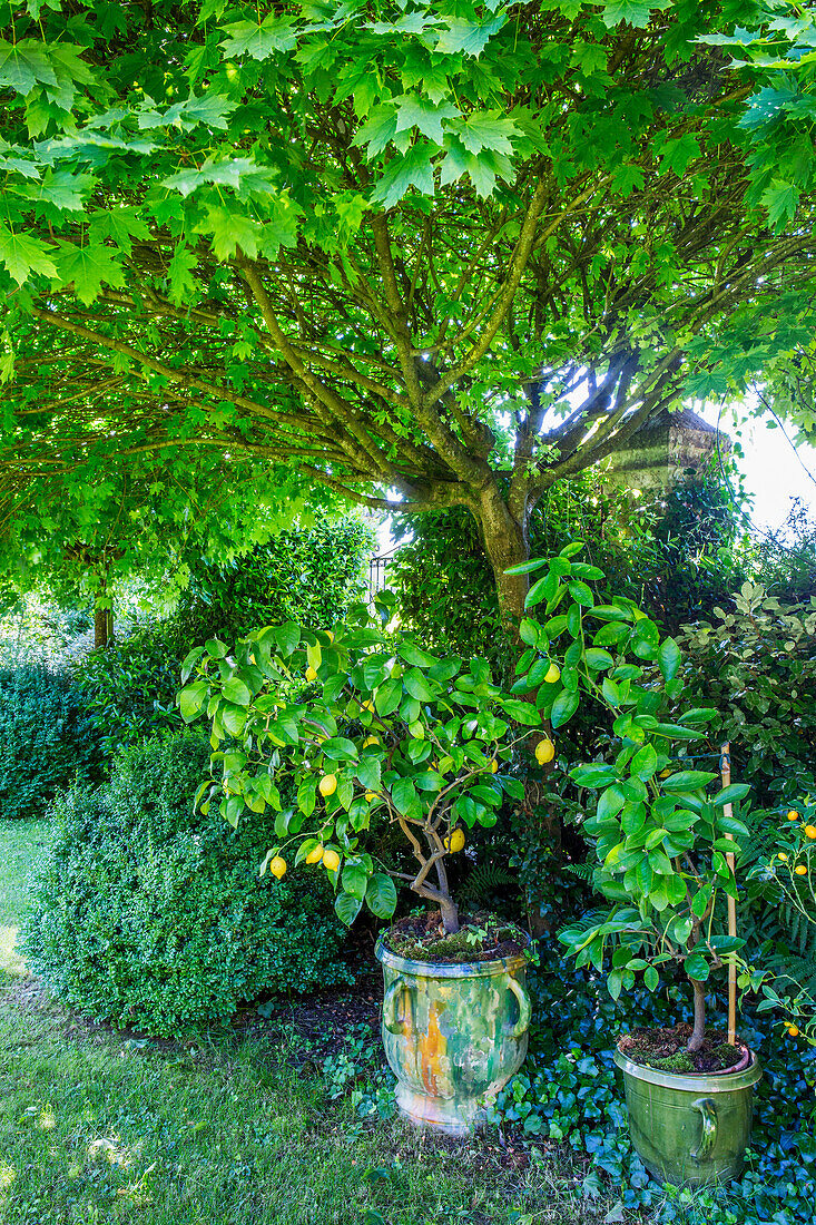 Zitronenbäumchen unter Ahornbaum im Garten