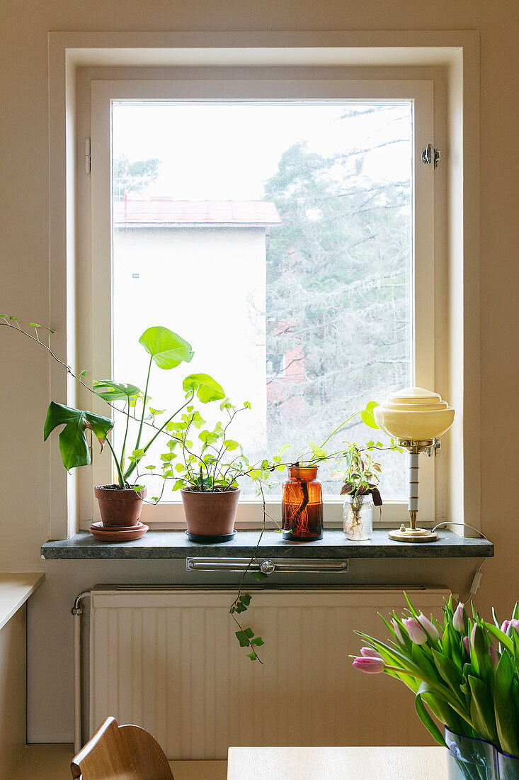 Zimmerpflanzen auf der Fensterbank