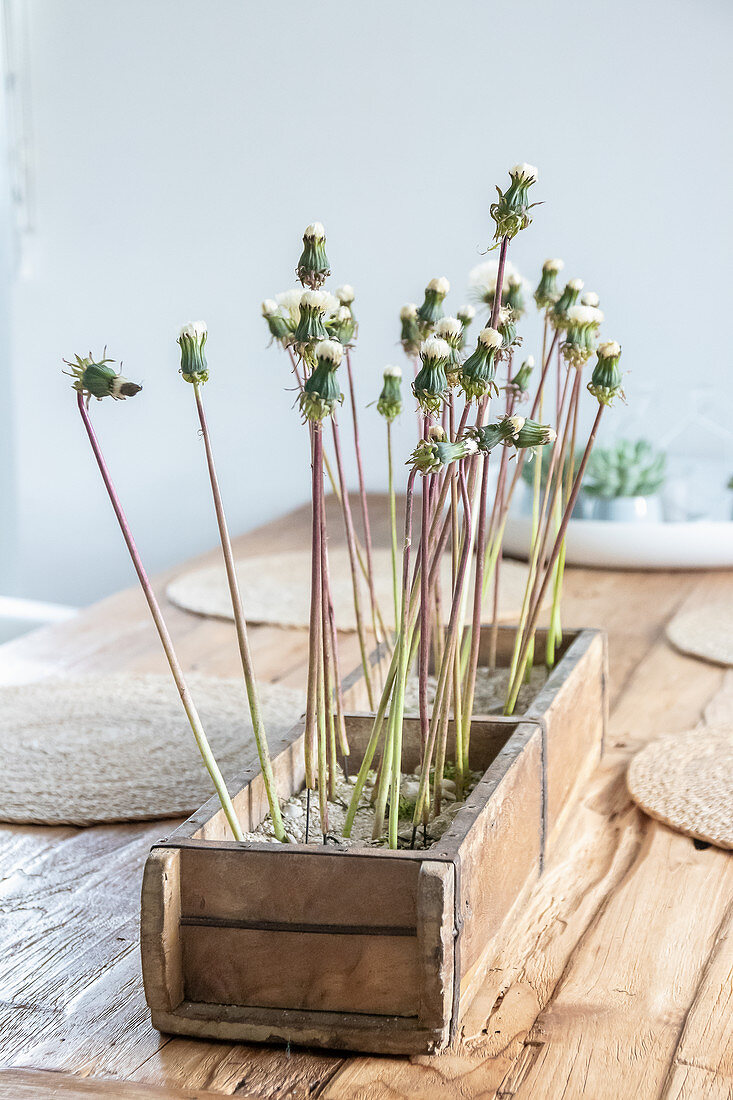 Dandelions in a rustic wooden box