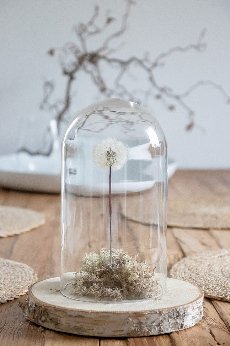 A dandelion with moss on a wooden disc under glass cloche