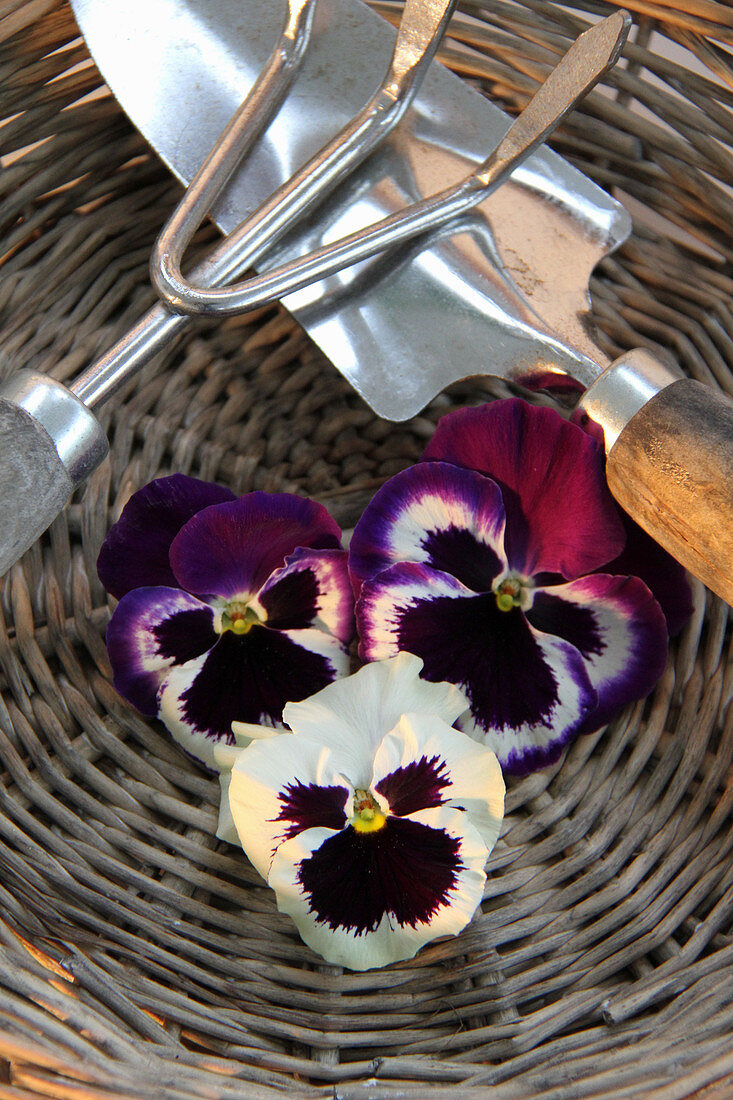 Stiefmütterchenblüten auf Korbteller mit Gartenwerkzeug