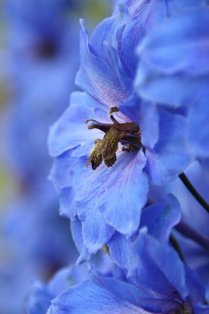 Blütenmakro von Rittersporn 'Blue Lace'