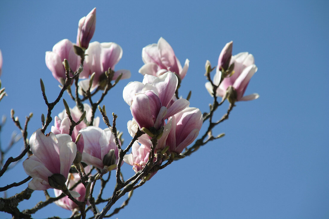 Blütenzweig der Tulpenmagnolie