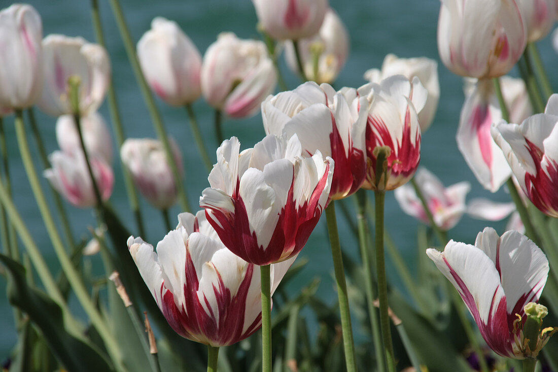 Fringed tulip 'Flaming Baltic'