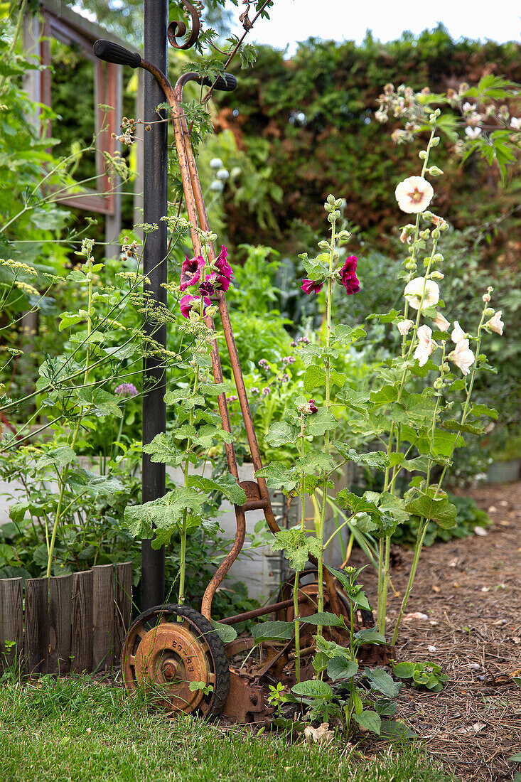 Rostiger Handrasenmäher als Gartendekoration