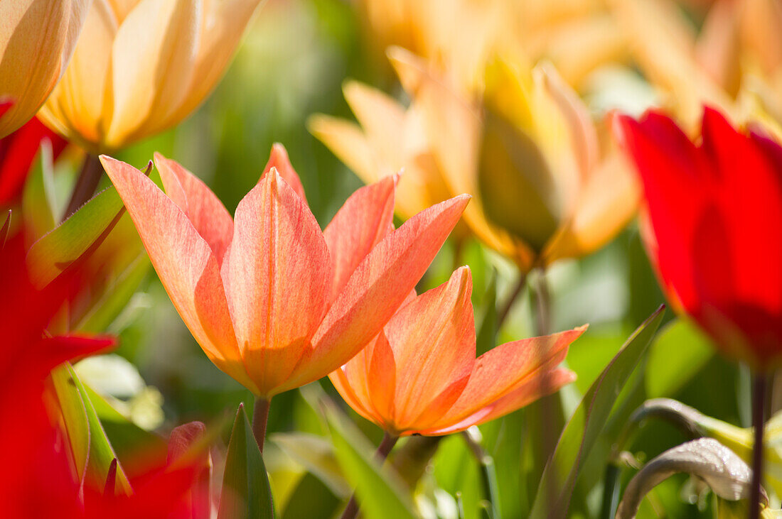 Bunte Tulpen im frühlingshaften LIcht