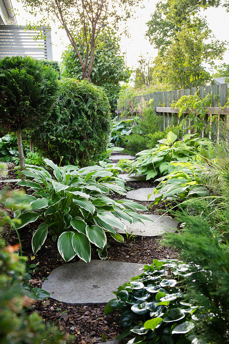 Path with stepping stones, surrounded by hostas, hazel and globe-variegated tree