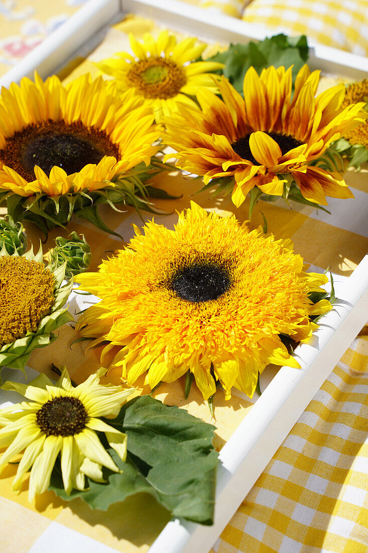 Sunflower tableau