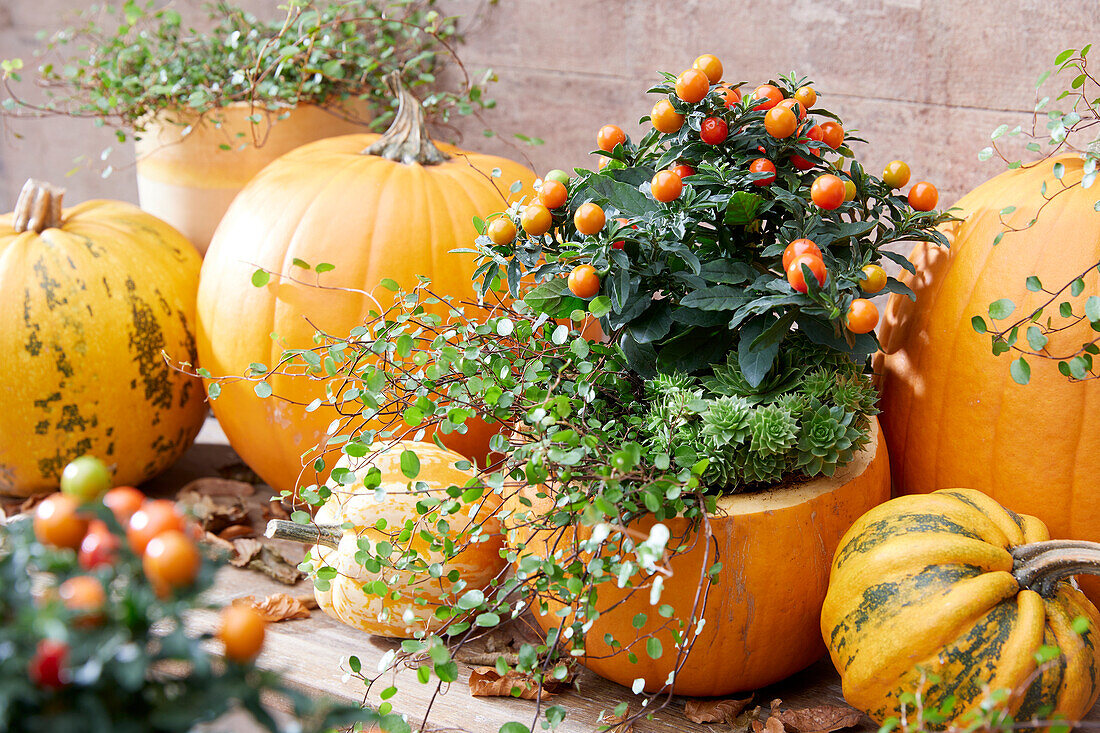 Herbstarrangement mit Kürbissen, Mühlenbeckia, auch Drahtwein, Korallenstrauch und Hauswurz.