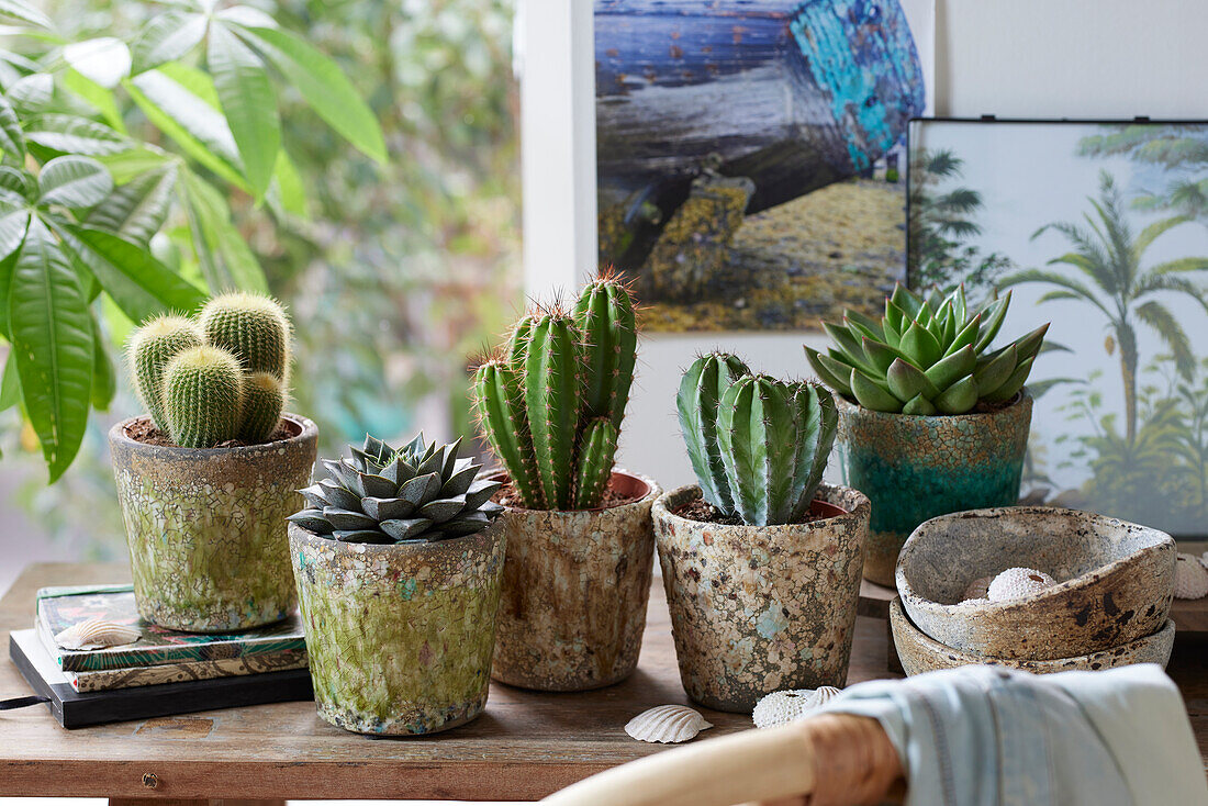 Kaktus-Sammlung (Cactus)