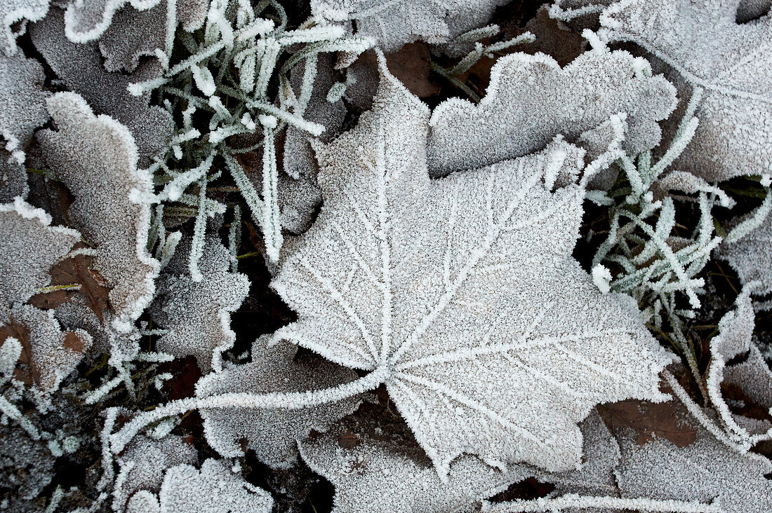 Ahornblatt mit Rauhreif im Winter
