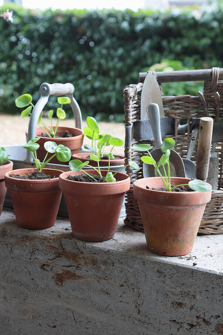 Dividing and repotting offshoots of cannon flower (Pilea peperomioides)