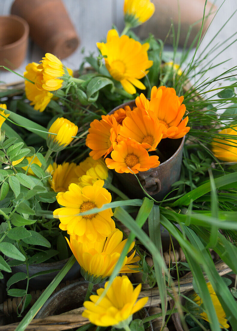 Marigolds (calendula) in a vintage metal container with grasses in a basket