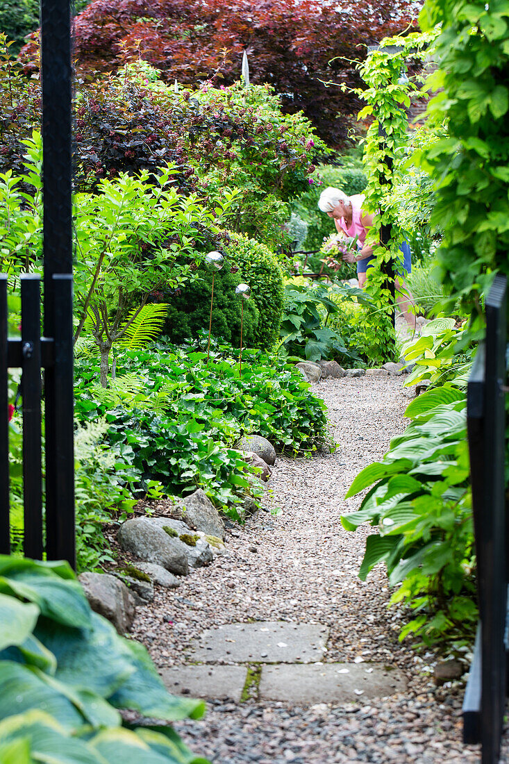 Narrow gravel path in the garden between flower beds and Japanese fan maple (Acer japonicum)