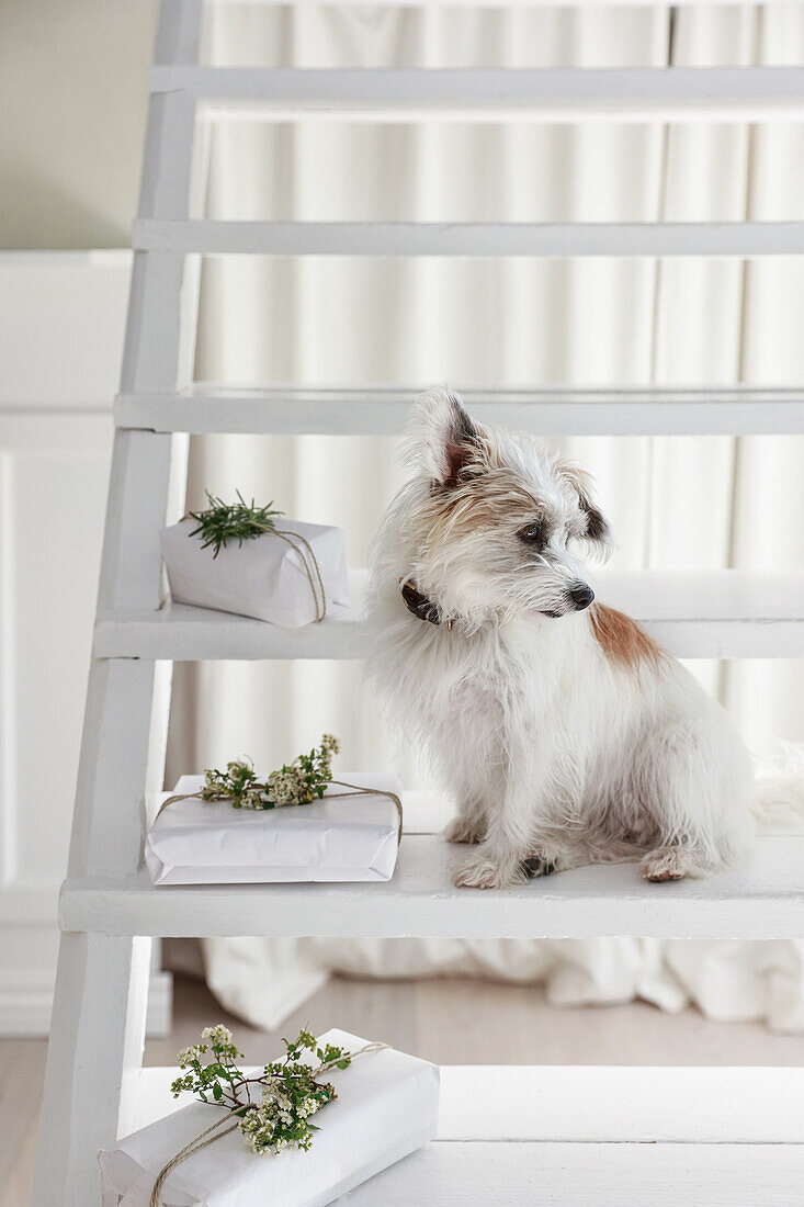 Kleiner Hund sitzt mit weißen Geschenken auf weißer Treppe