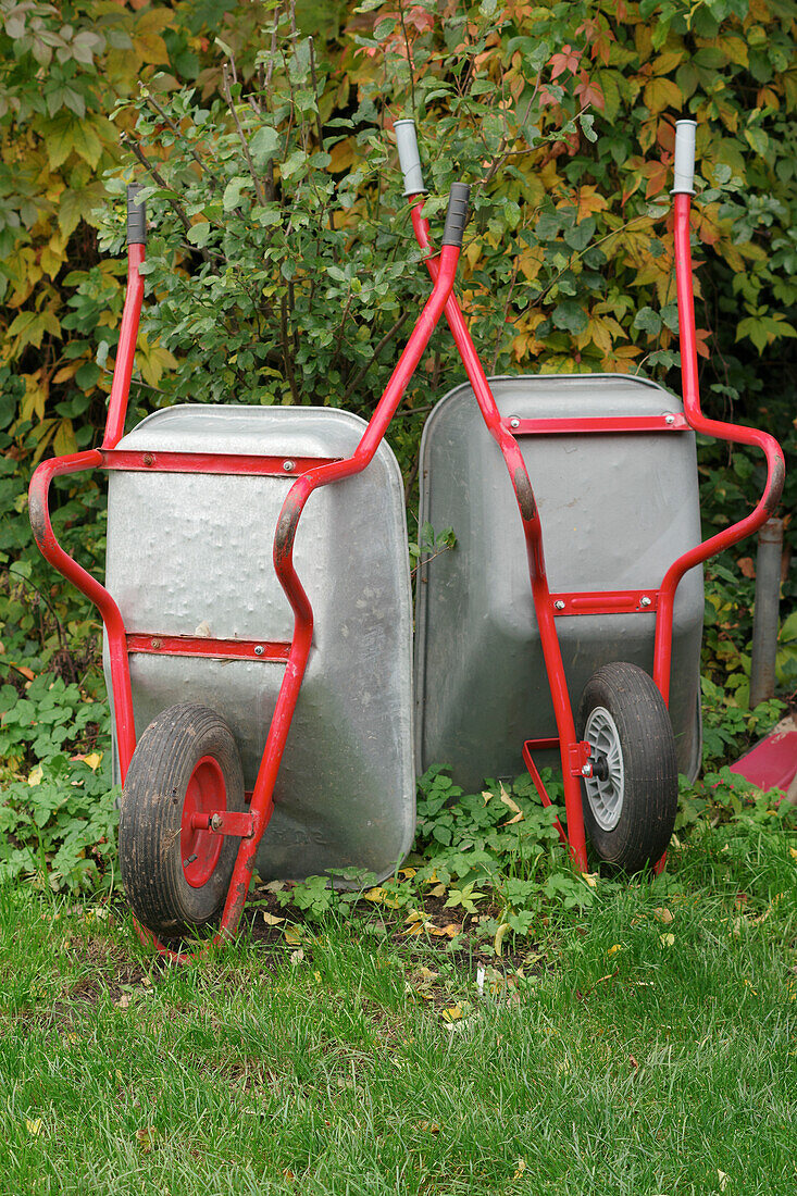 Two wheelbarrows in a garden