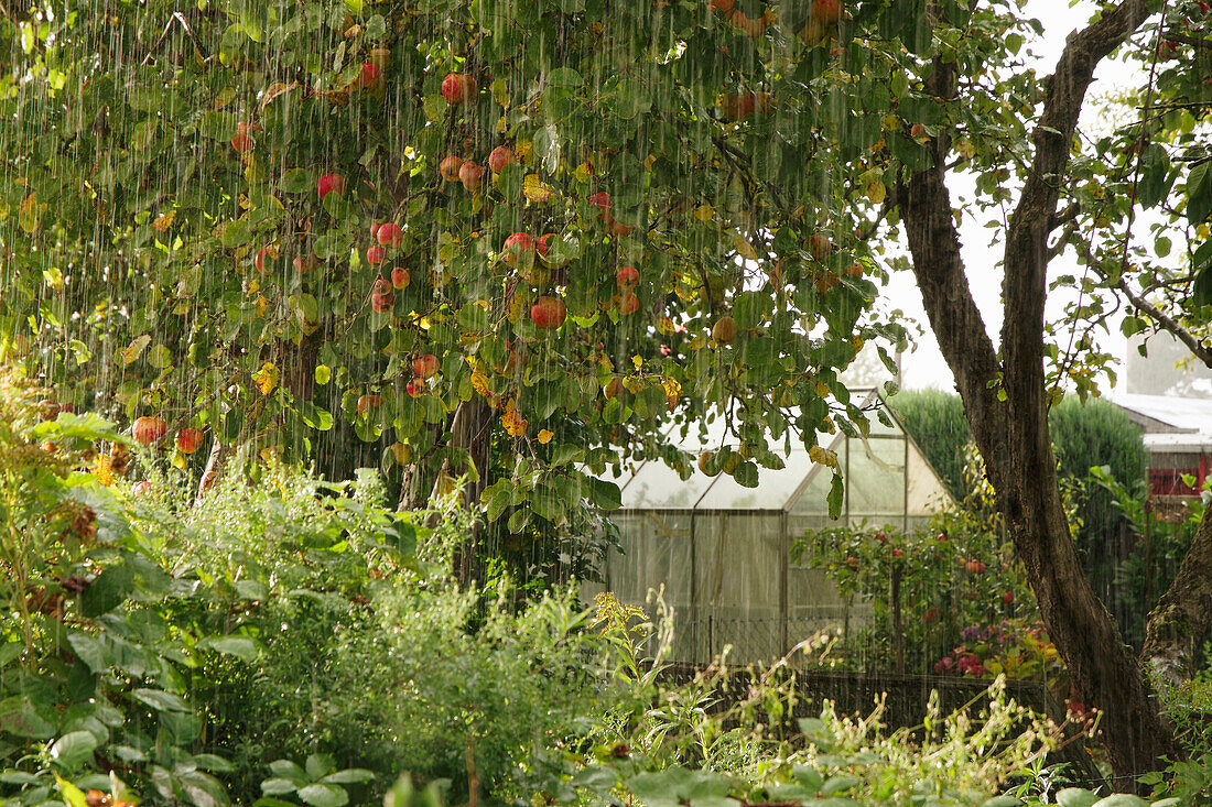 A heavy rain shower in an autumnal garden with an apple tree and a greenhouse
