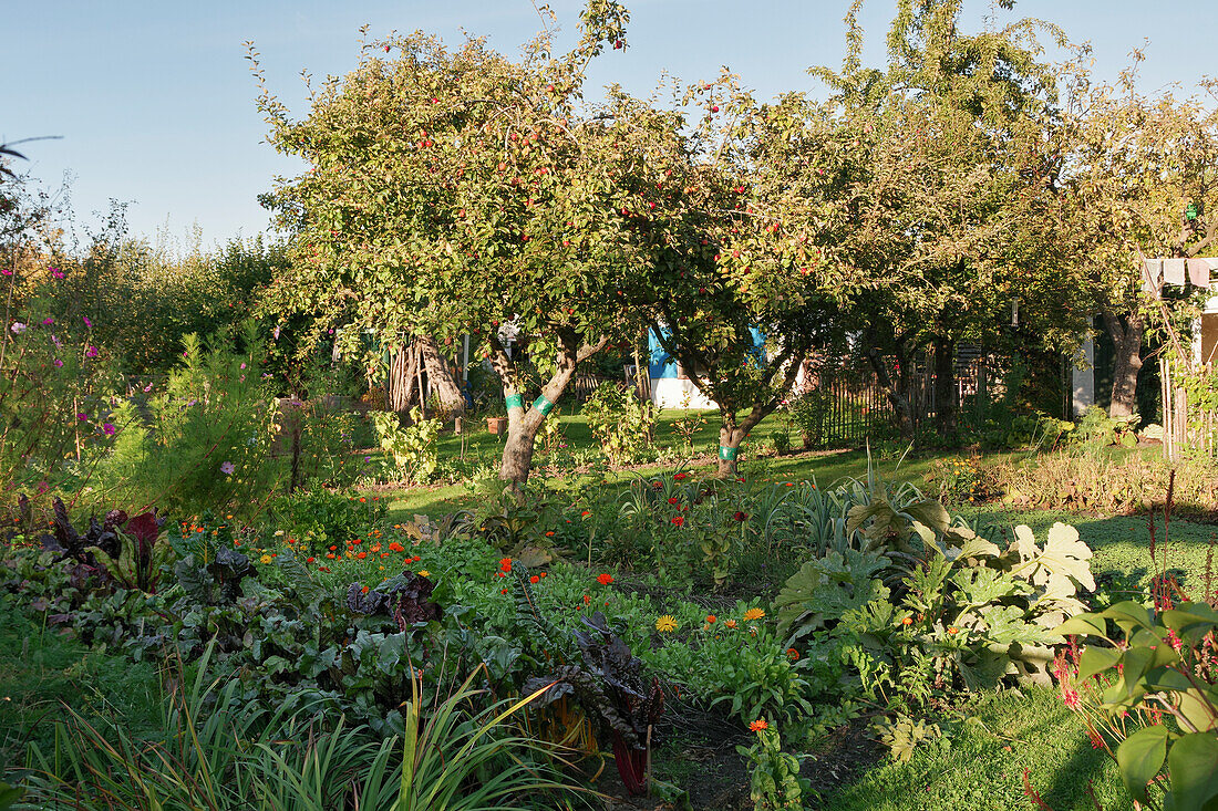 Kleingarten mit Beeten in Mischkultur und Apfelbaum