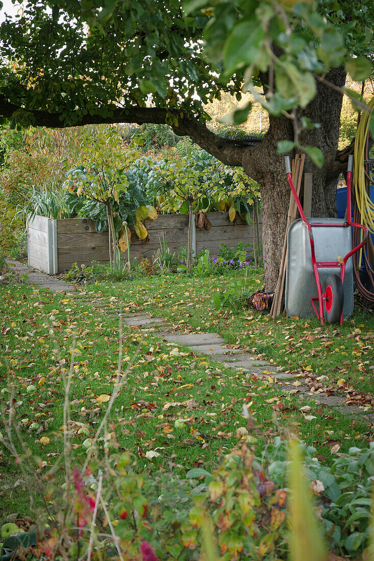 An autumnal allotment garden with an apple tree, a wheelbarrow and a raised bed with kale (Brassica oleracea var. sabellica)