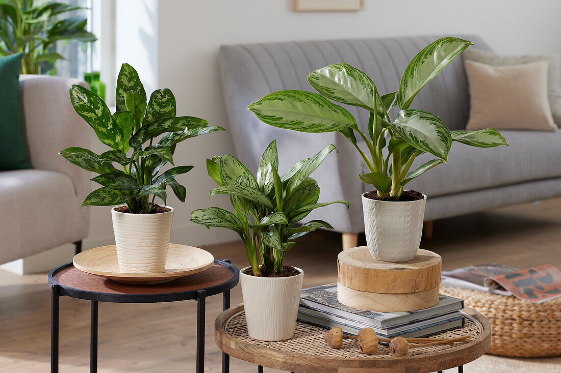 Aglaonema Maria, Maria Christina, Silver Bay